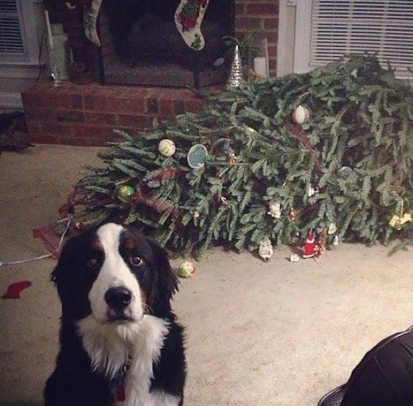 is christmas tree poisonous to dogs
