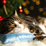 Cute cat lying on carpet with Christmas decor