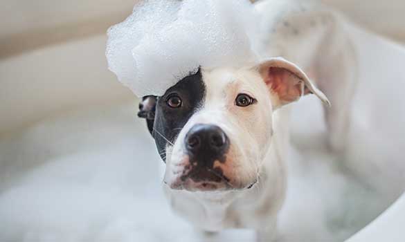 Pet Grooming Dripping Springs